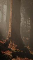 A dense forest with towering trees video