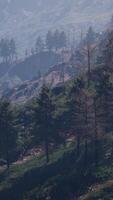 Forest of green pine trees on mountainside video