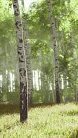 Spring in the birch grove forest video