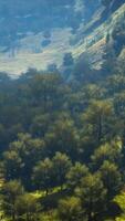 Endless forests in sunny day with perspective in color video