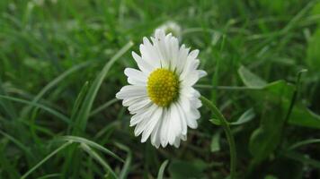 A single white daisy is in the middle of a green field photo