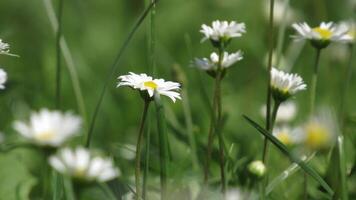 White daisies in a field of green grass photo