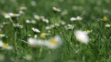Daisies in the grass photo