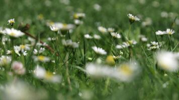 Daisies in the grass photo