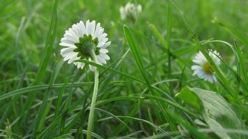 Daisies in the grass photo