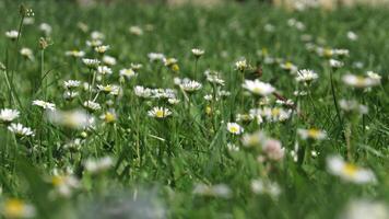 Daisies in the grass photo