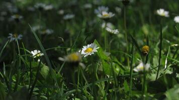 Daisies in the grass photo