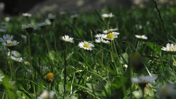 Daisies in the grass photo
