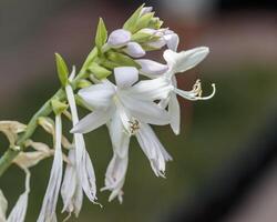 several white and lavender Hosta blooms in the Hosta Garden photo