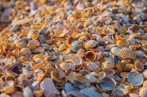 Close-up of many small rapana shells on the golden seashore. macro shot in shallow depth of field. Copy space photo
