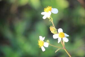 asteraceae biden pilosa flower in full bloom with blurred background photo