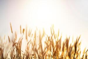 Squirrel's tail grass or Setaria verticillata, sunset background. Grass with blurred background and bokeh at sunset. photo