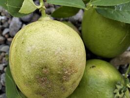 Close up of green ripe lemon fruit and green leaves in bowl, with pebbles background, Meyer lemon, Citrus Lemon, garden photo