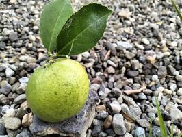 A lemon Close up of green ripe lemon fruit and green leaves, with gravel background, Meyer lemon, Citrus Lemon, garden photo