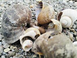 Empty and Broken Shells Scattered on the Rocky Surface photo