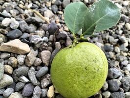 One Lemon Fruits with Leaf Detail Close up of green ripe lemon fruit and green leaves in bowl, with pebbles background, Meyer lemon, Citrus Lemon photo
