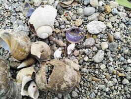 A bunch of broken snail shells reveal patterns inside. close up view of shell on gravel photo