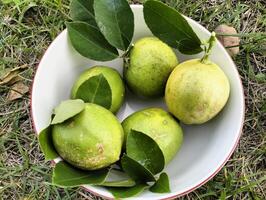 Close up of green ripe lemon fruit and green leaves in bowl, Cluster of Lemons in Natural Setting photo