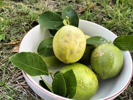 Close up of green ripe lemon fruit and green leaves in bowl, with grass background, Meyer lemon, Fresh Lemon Bunch on Rocky Ground photo