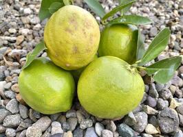 Close up of green ripe lemon fruit and green leaves in bowl, with pebbles background, Meyer lemon, Citrus Lemon photo