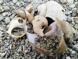 Broken Shells Between Rocks, Showing Natural Texture photo