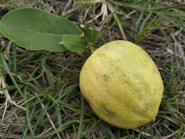 Close up of green ripe lemon fruit and green leaves, with pebbles background, Meyer lemon, Citrus Lemon, garden photo