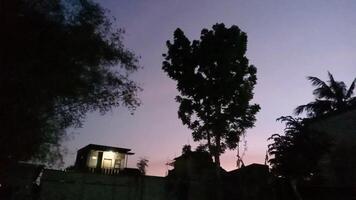 enjoy the view of the trees and the eastern horizon in the morning video
