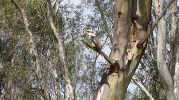 The laughing kookaburra wild bird Dacelo novaeguineae is a large robust kingfisher with a whitish head and a brown eye-stripe, stay alone on branch of red gum tree at bush land in Australia. video