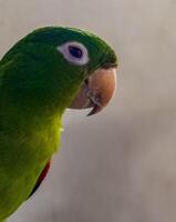 Green Parrot Close-Up with Blurred Background photo
