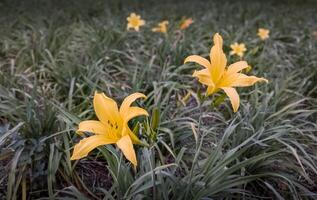 Blooming Yellow Lilies in a Field - A close-up of bright yellow lilies blooming in a grassy meadow, perfect for nature and floral-themed projects. photo
