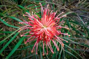 Top-Down View of Red Exotic Flower with Spiraled Petals photo