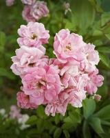 Close-Up of Pink Roses in Full Bloom - A close-up capture of pink roses blooming against a green background, perfect for floral or nature-themed projects. photo