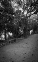 Black and White Bench on a Forest Path photo