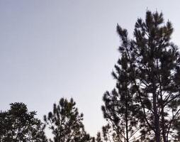Pine Tree Silhouettes Against the Evening Sky photo