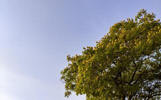 Tree with Yellow Blossoms and Clear Blue Sky photo