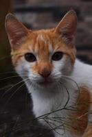 A close up of a cat looking at the camera photo