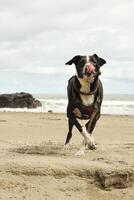 A dog running on the beach with a ball in its mouth photo