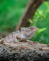 A small size lizard resting on the rock photo