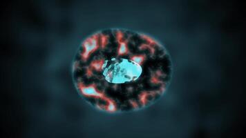 The movement of binary division cells video