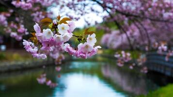 Horizontal banner with sakura flowers of pink color and Ideogram AI photo