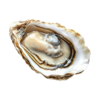 Freshly harvested oyster clam scallop half shell isolated on transparent background png