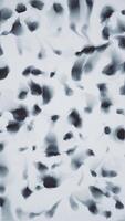Black and white abstract background with a pattern of gently moving ink blots or splatters. video