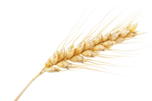 Close-up image of a single wheat ear isolated on transparent background. Perfect for agricultural, grain, and cereal related themes in stock photos. png