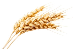 Closeup of three golden wheat ears on a transparent background. showcasing the texture and details of the grains, ideal for agricultural themes. png