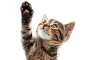Adorable tabby kitten with its paw raised, reaching upwards. Playful and cute cat, perfect for pet-related projects or animal-themed designs. png