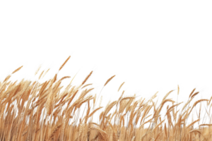 Golden wheat field isolated on transparent background. perfect for autumn harvest and agricultural themes. Detailed and vibrant png