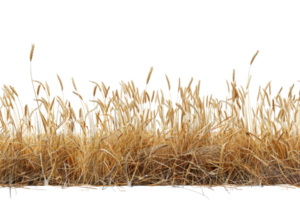 Dry golden grass with seeds isolated on a transparent background. representing autumn and natural landscape elements. png