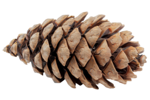 Close-up of a natural, brown pine cone isolated on transparent background. ideal for nature, autumn, or holiday-themed images. png
