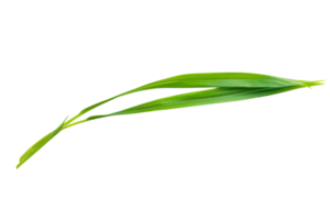 A green leaf is shown on a white background. The leaf is long and thin, with a pointed tip. Concept of simplicity and natural beauty png