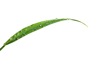 Close-up of a green leaf with water droplets, isolated on transparent background. showcasing natural beauty and freshness. png